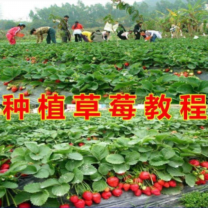 草莓种植技术全套视频教程大全科学培训方法经验大棚栽培教程资料-虚拟宝库网-提供淘宝虚拟货源产品下载